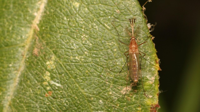 Mosquito Control