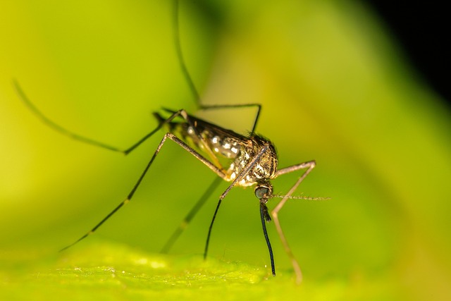 Mosquito Control