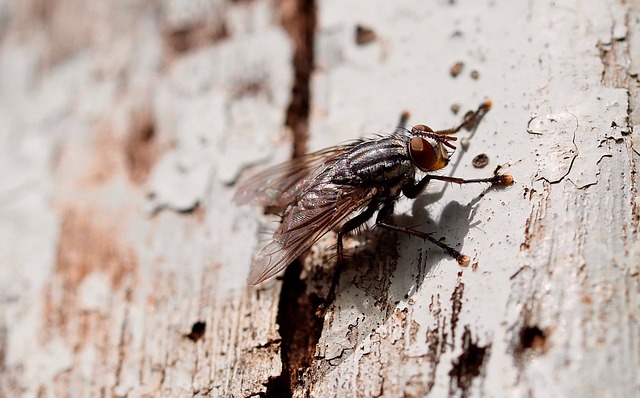 Mosquito Control