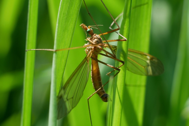 Mosquito Control