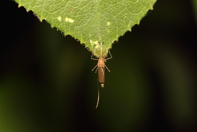 Mosquito Control