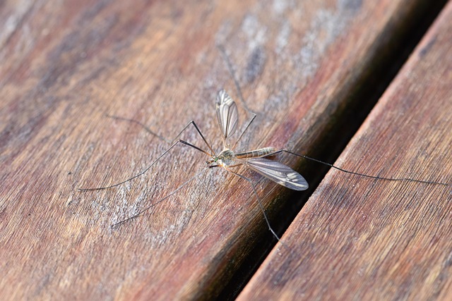 Mosquito Control