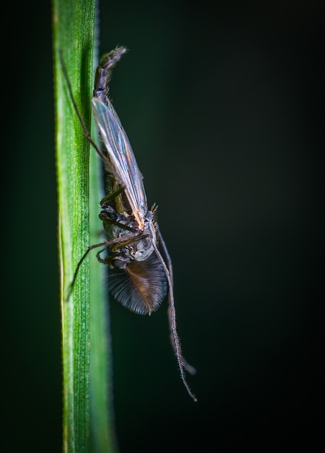 Mosquito Control