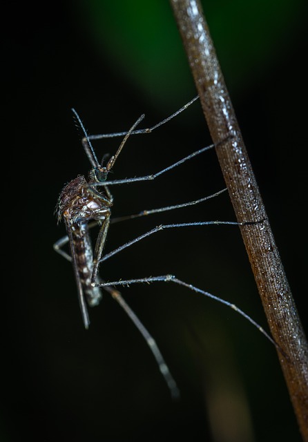 Mosquito Control