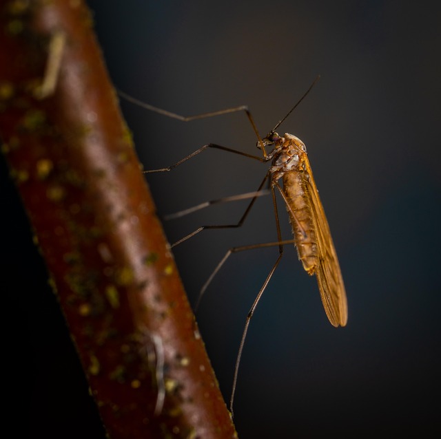 Mosquito Control