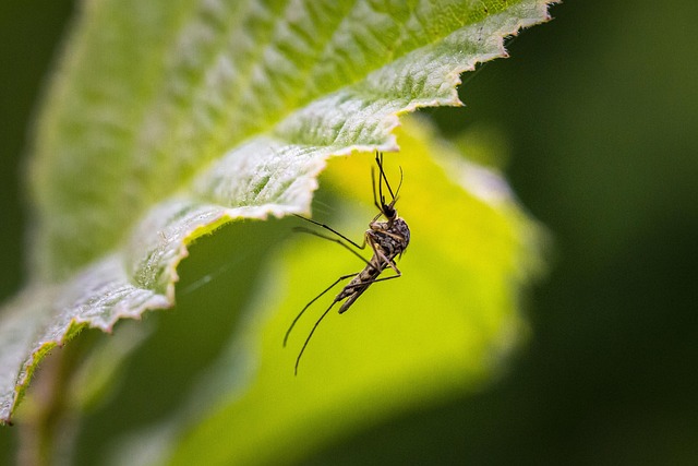 Mosquito Control