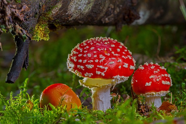 Mushroom Gummies for Focus
