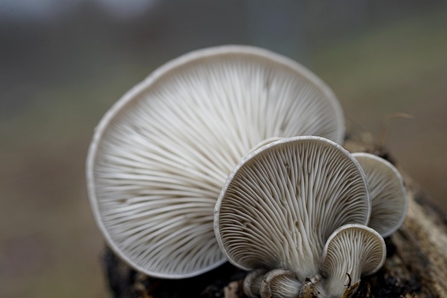Mushroom Gummies for Focus