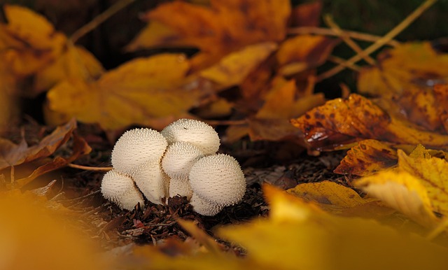 Mushroom Gummies for Focus