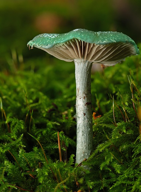 Mushroom Gummies for Focus