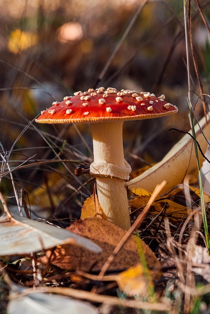 Mushroom Gummies for Focus