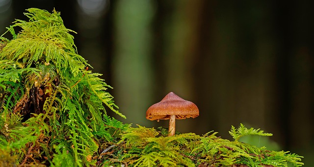 Mushroom Gummies for Focus