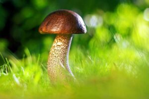 Mushroom Gummies: Nature’s Immune Booster for Mental Clarity