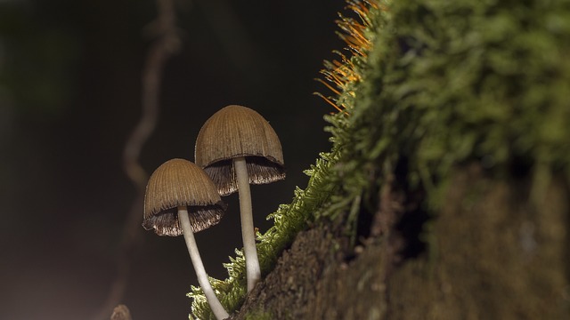 Mushroom Gummies for Focus