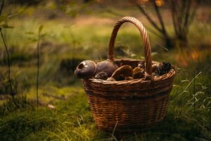 Mushroom Gummies: Natural Energy Boost for Focus and Well-being
