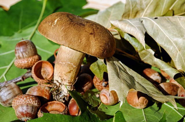 Mushroom Gummies for Focus