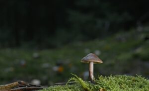 Mushroom Gummies & More: Optimizing Digestive Health with Natural Solutions