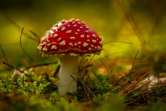 Mushroom Gummies for Focus