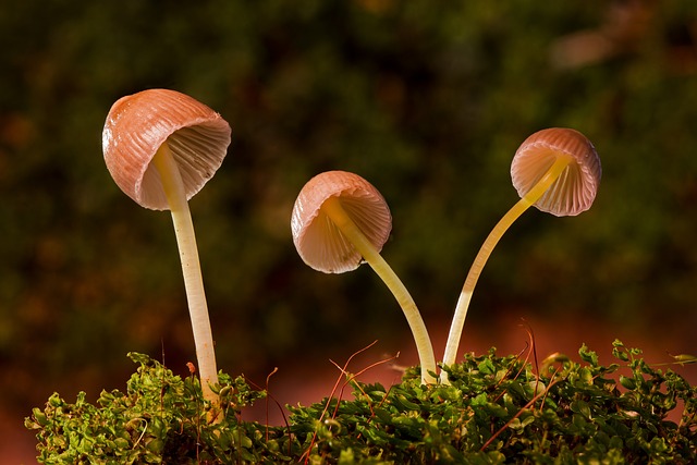 Mushroom Gummies for Focus