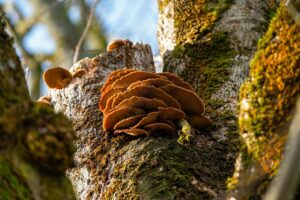 Mushroom Gummies for Focus: Unlocking CBD’s Potential with Synergistic Extraction