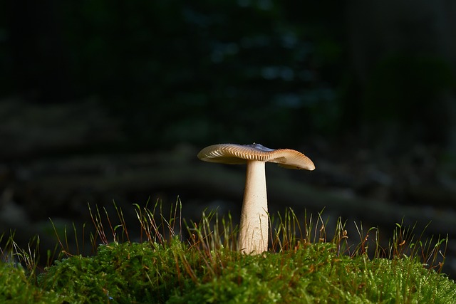 Mushroom Gummies for Focus