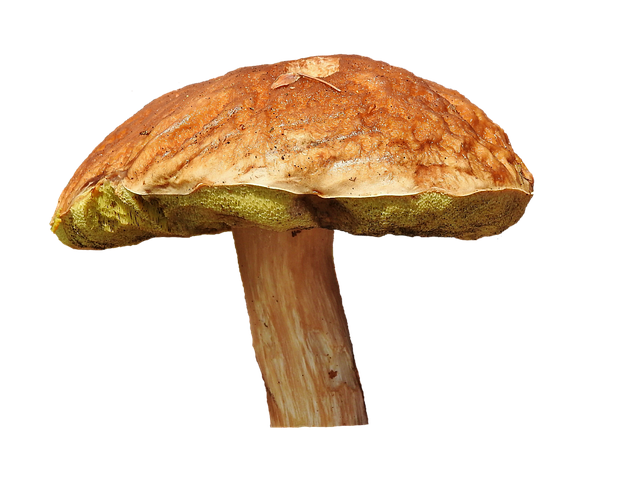 Mushroom Gummies for Focus