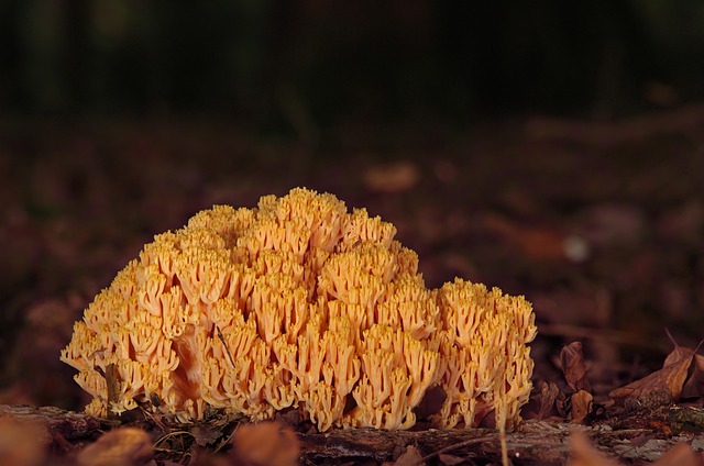 Mushroom Gummies for Focus