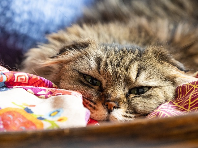 NAP Schema Markup