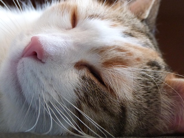 NAP Schema Markup