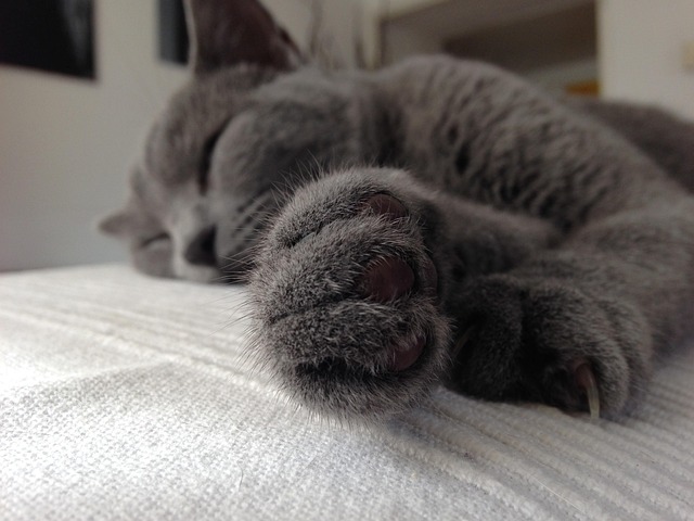 NAP Schema Markup