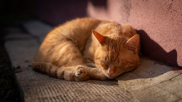 NAP Schema Markup