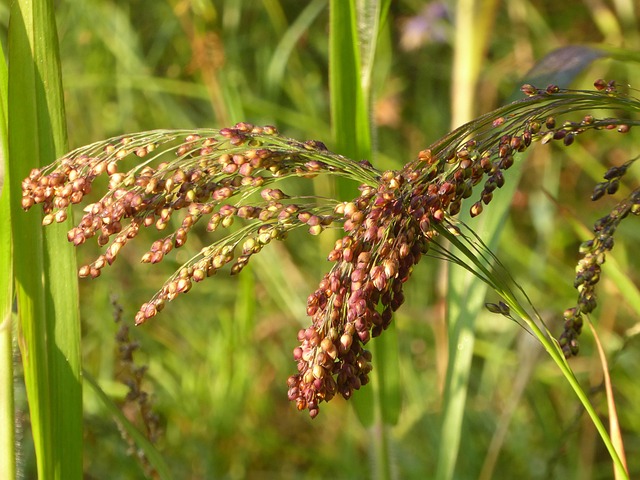 natural fertility Austin