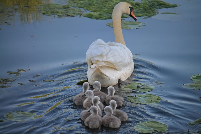 NJ family mediation