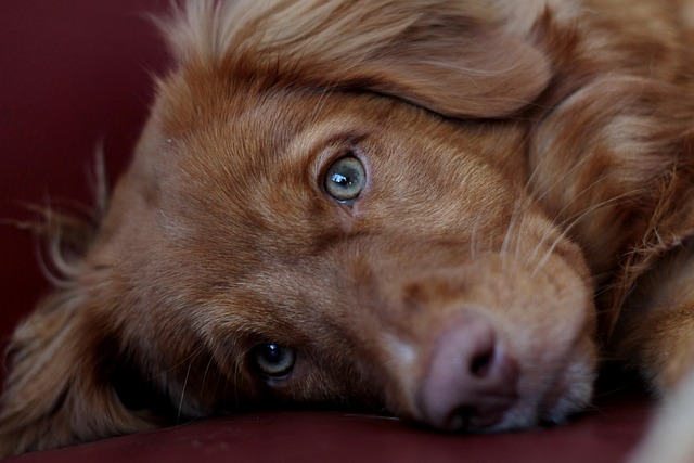 online pet marketplace