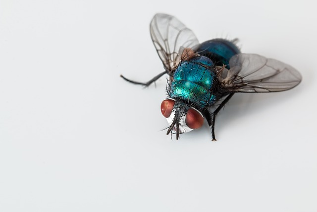 pest exterminator