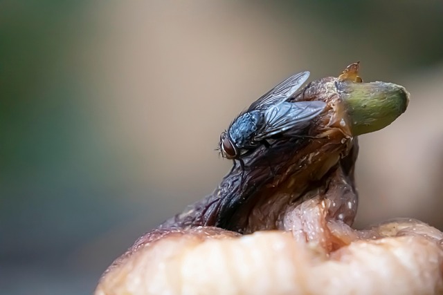 pest exterminator