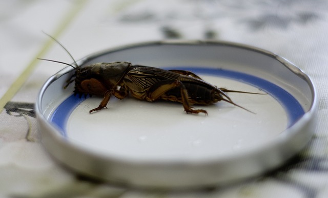 pest exterminator