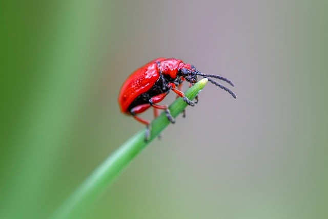pest exterminator