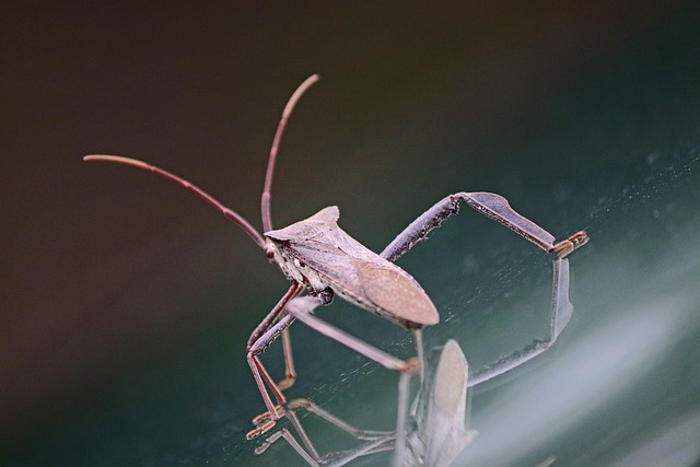 pest exterminator