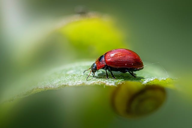 pest exterminator
