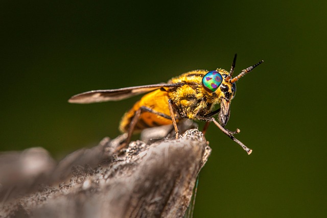 pest exterminator