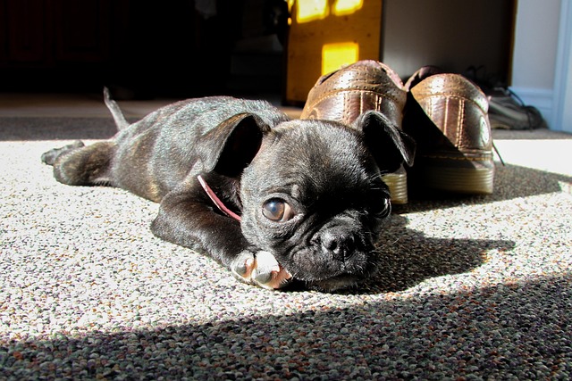 pet stain carpet service