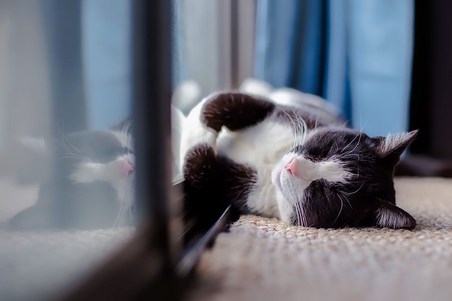 pet stain carpet service