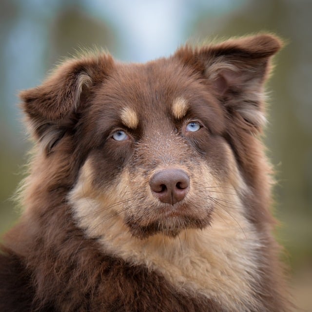pet urine carpet cleaning