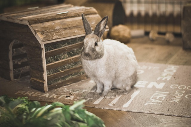 pet urine carpet cleaning