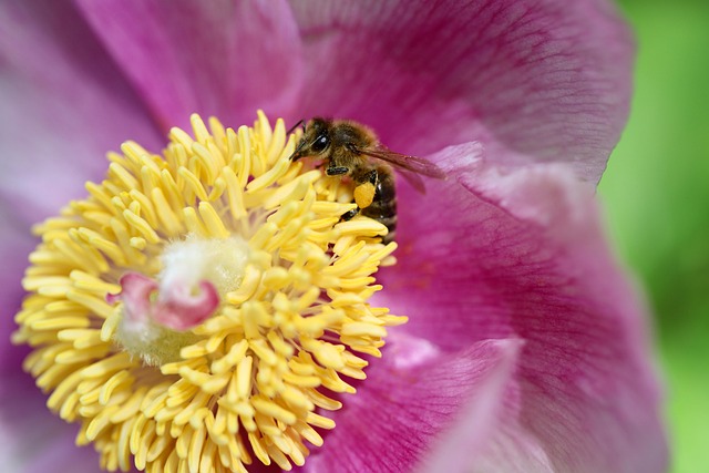 pollen removal from carpet