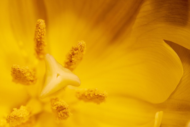 pollen removal from carpet