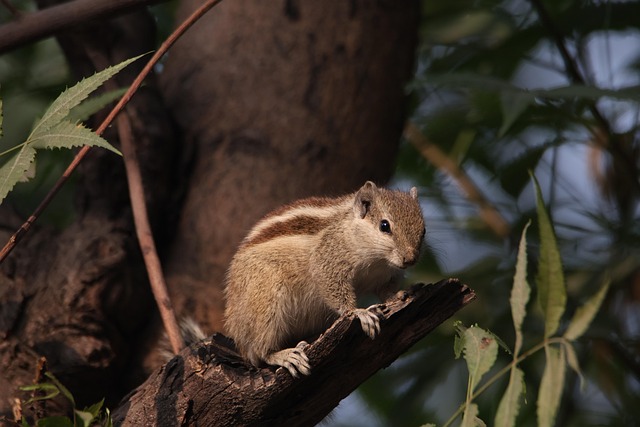 Rodent Control
