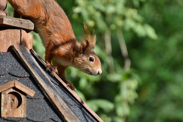 Rodent Control