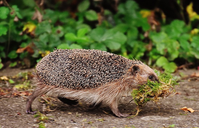 Rodent Control